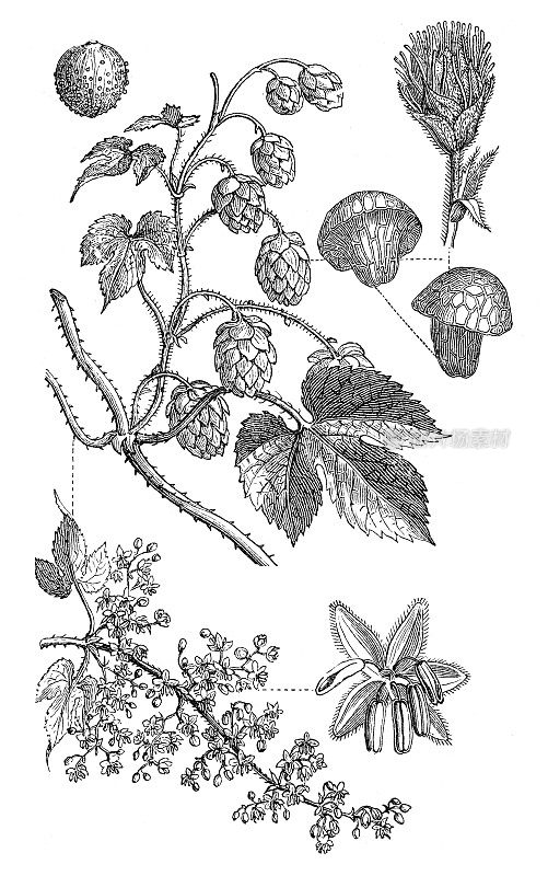 普通啤酒花Humulus lupulus插图1897年